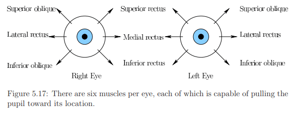 The Physiology of Human Vision | Zoology Optional Notes for UPSC