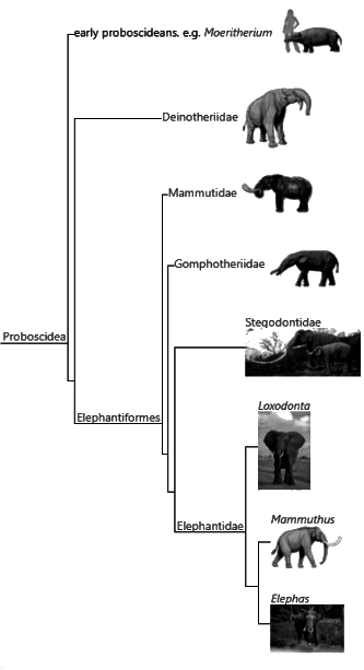 Evolution of Elephant - Zoology Optional Notes for UPSC PDF Download