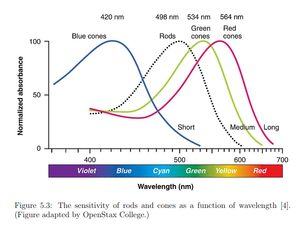 The Physiology of Human Vision | Zoology Optional Notes for UPSC