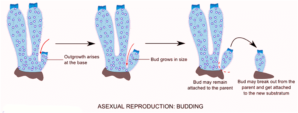 Porifera: Reproduction - Zoology Optional Notes for UPSC PDF Download