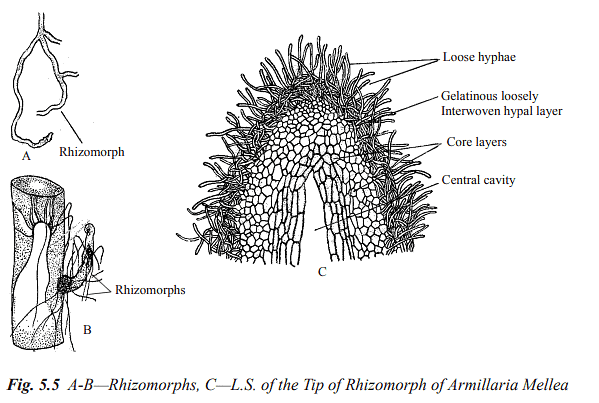 Structure and Reproduction Fungi and Lichens - Botany Optional for UPSC ...