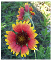 The diameter of Gaillardia pulchella flowers is a quantitative trait. Photo by DanielCD; CC-SA 3.0 via Wikimedia Commons