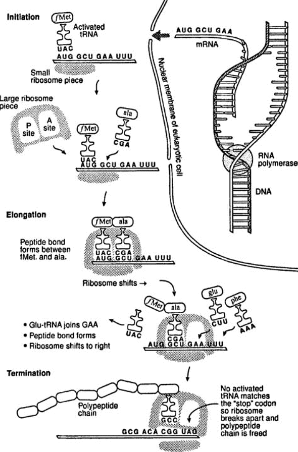 Protein Synthesis Anthropology for UPSC Optional