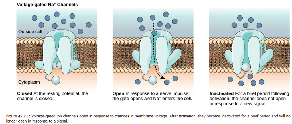 Nerve Impulse | Zoology Optional Notes for UPSC