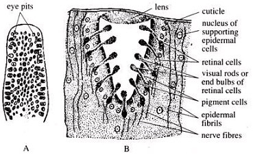 Echinodermata: Asterias - Zoology Optional Notes for UPSC PDF Download