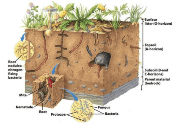 Genesis Of Soils - Geography Optional For UPSC (Notes) PDF Download