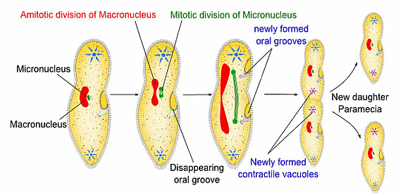 Protozoa: Reproduction - Zoology Optional Notes for UPSC PDF Download