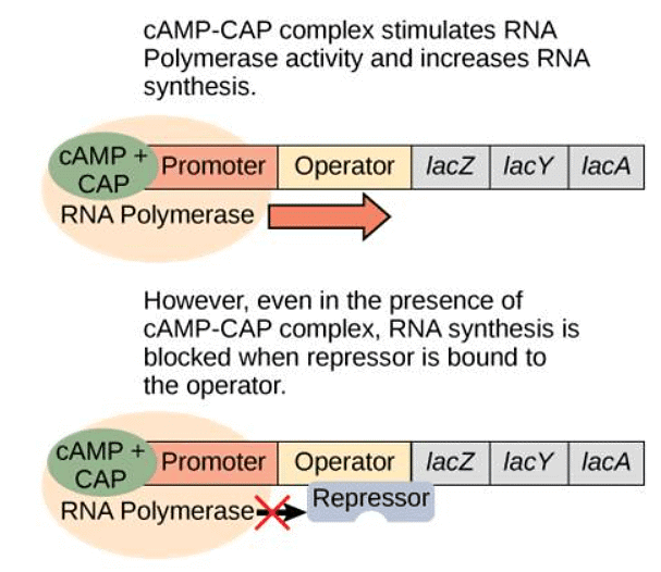 Regulation of Gene Expression Botany Optional for UPSC PDF Download