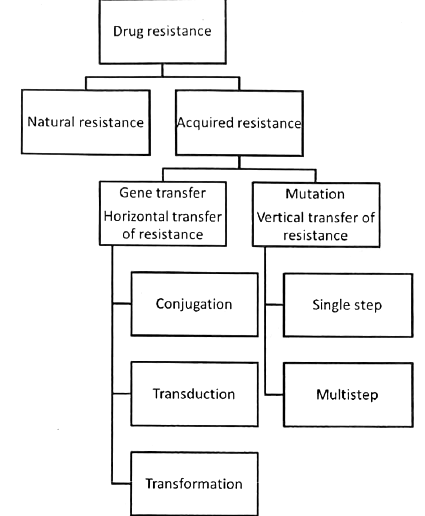 Antimicrobial Agents - Mechanism of Action - Medical Science Optional ...
