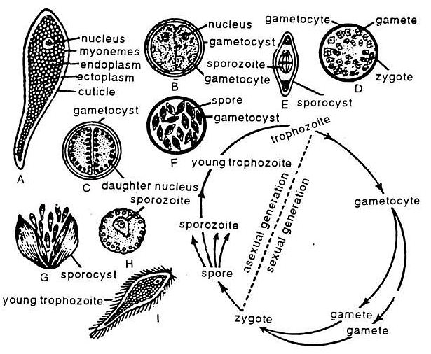 Life History of Monocystis - Zoology Optional Notes for UPSC PDF Download