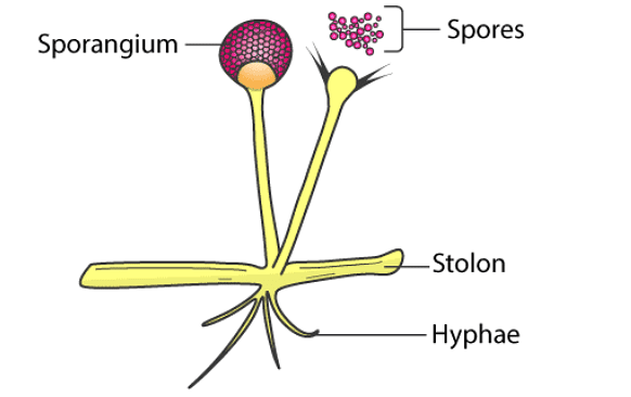 Structure and Reproduction of Fungi - Botany Optional for UPSC PDF Download