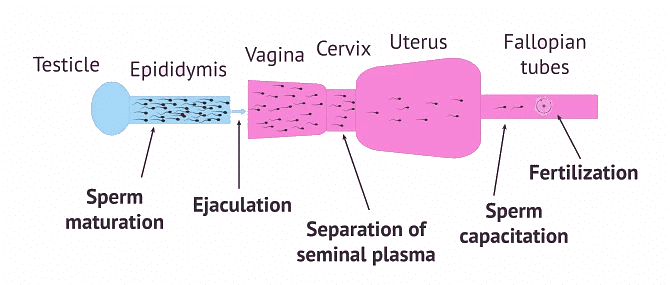 Sperm Cell Capacitation - Zoology Optional Notes for UPSC PDF Download