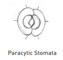 Stomata and their types - Botany Optional for UPSC PDF Download