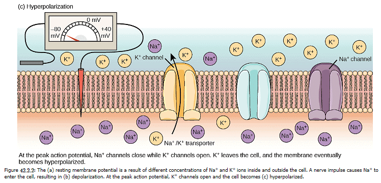 Nerve Impulse | Zoology Optional Notes for UPSC