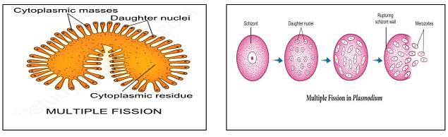 Protozoa: Reproduction - Zoology Optional Notes for UPSC PDF Download