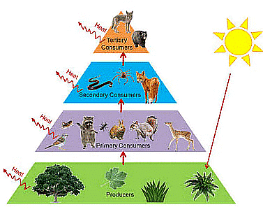 Biosphere: Community Ecology - Zoology Optional Notes For UPSC PDF Download