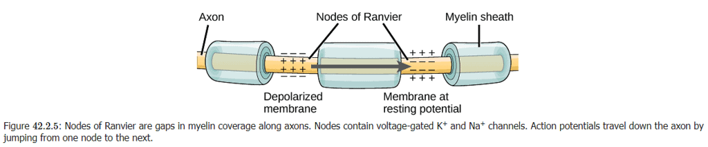 Nerve Impulse | Zoology Optional Notes for UPSC