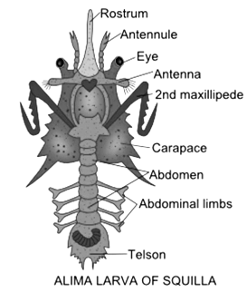 Arthropoda: Larval forms and parasitism in Crustacea - Zoology Optional ...