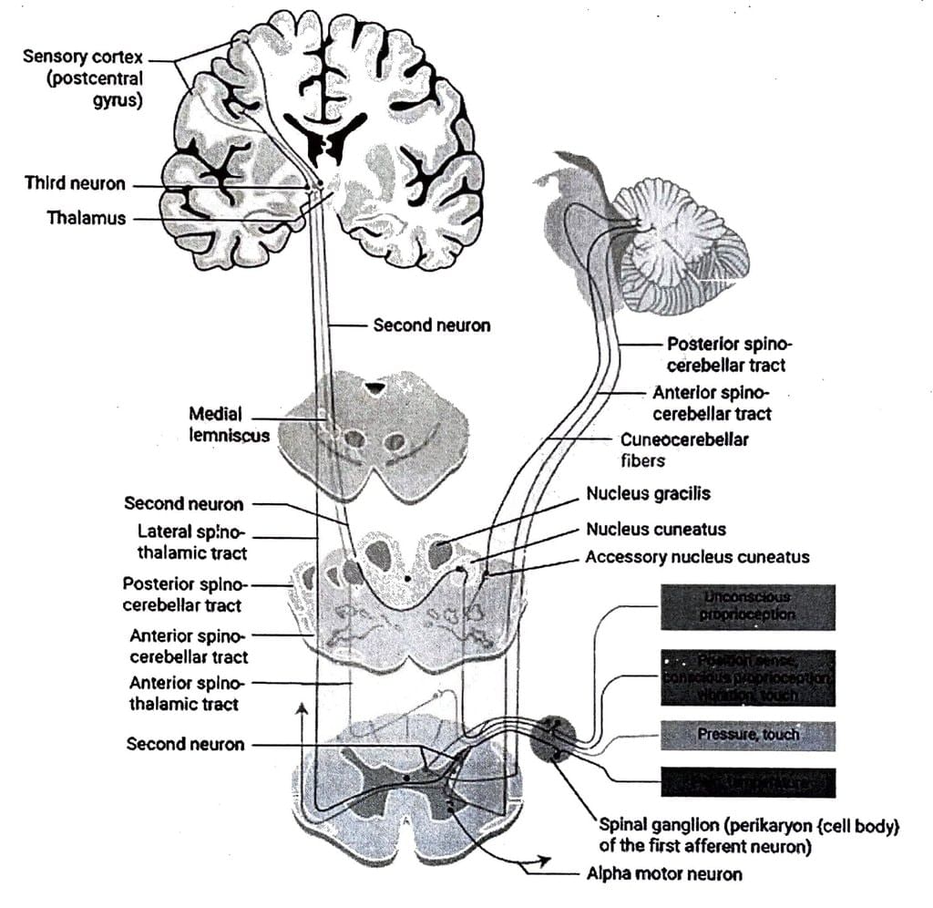 Ascending Pathways: Neuroanatomy - Medical Science Optional Notes for ...