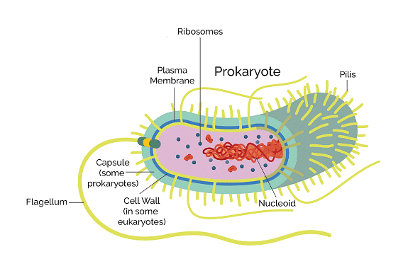 Prokaryotic and Eukaryotic Cells - Botany Optional for UPSC PDF Download