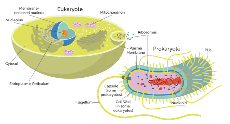 Prokaryotic and Eukaryotic Cells - Botany Optional for UPSC PDF Download