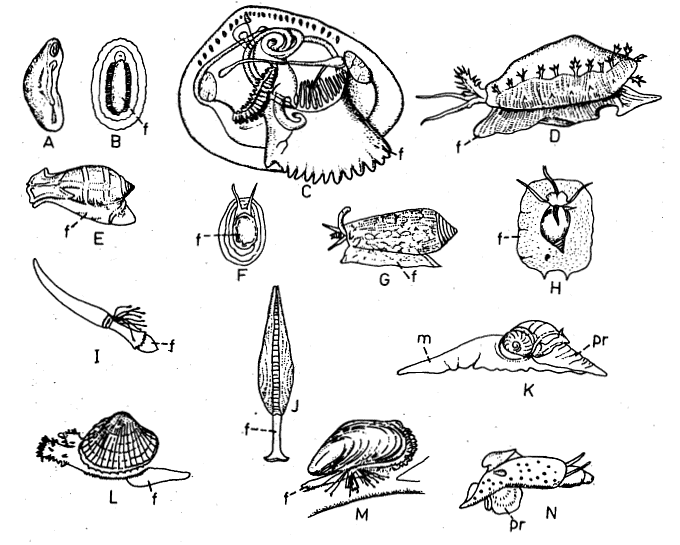 Molluscs: Locomotion - Zoology Optional Notes for UPSC PDF Download