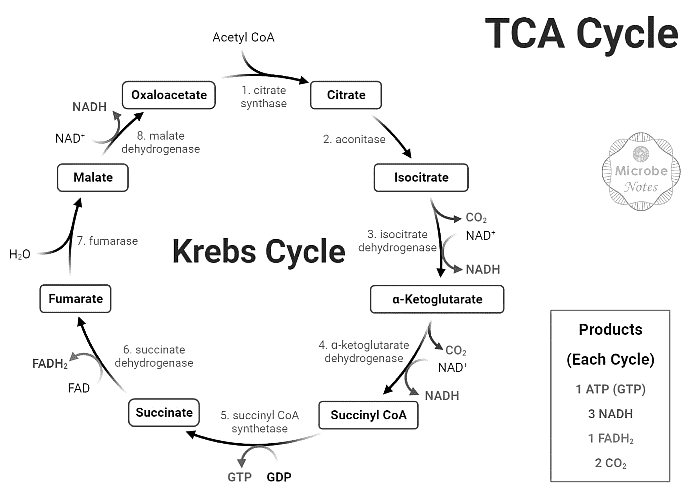 Krebs Cycle Zoology Optional Notes for UPSC PDF Download