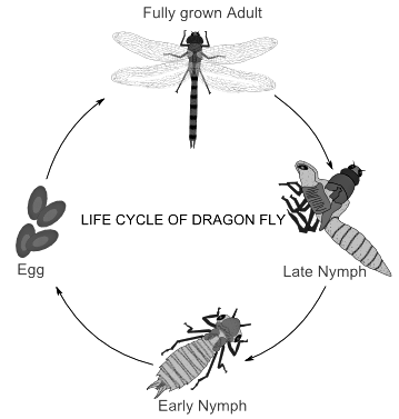 Arthropoda: Metamorphosis in insects and its hormonal regulation ...