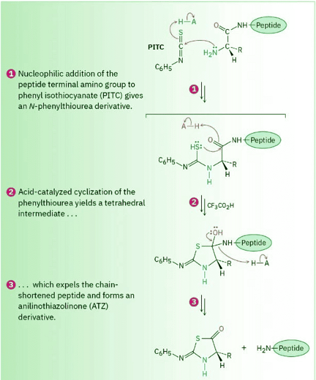 Peptide Sequencing- The Edman Degradation - Chemistry Optional Notes ...