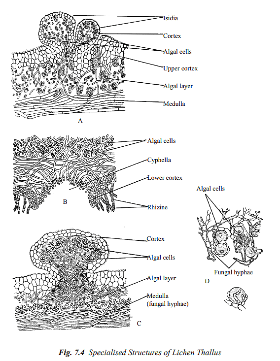 lichen labeled diagram