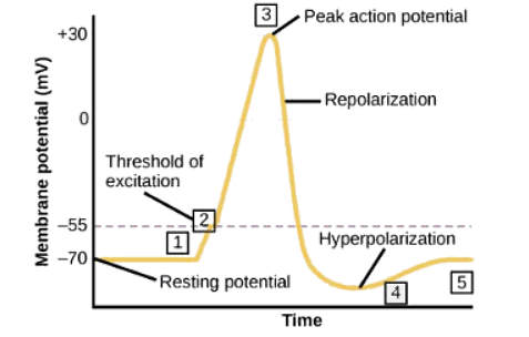 Nerve Impulse - Zoology Optional Notes for UPSC PDF Download