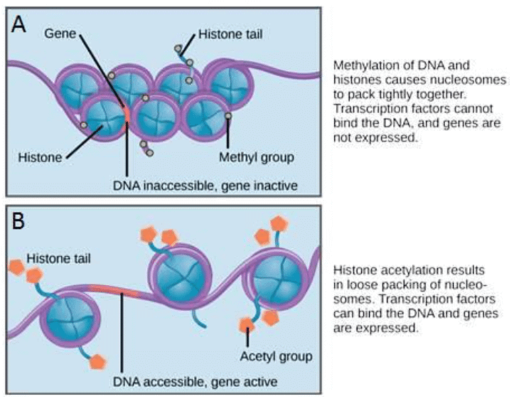 Regulation of Gene Expression Botany Optional for UPSC PDF Download