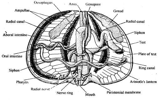 Echinodermata: Locomotion - Zoology Optional Notes for UPSC PDF Download