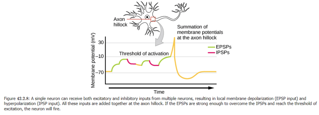 Nerve Impulse | Zoology Optional Notes for UPSC