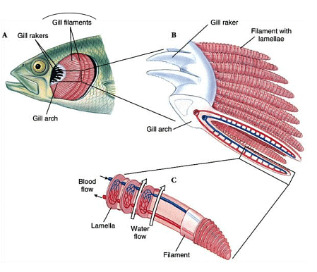 Pisces: Respiration - Zoology Optional Notes for UPSC PDF Download