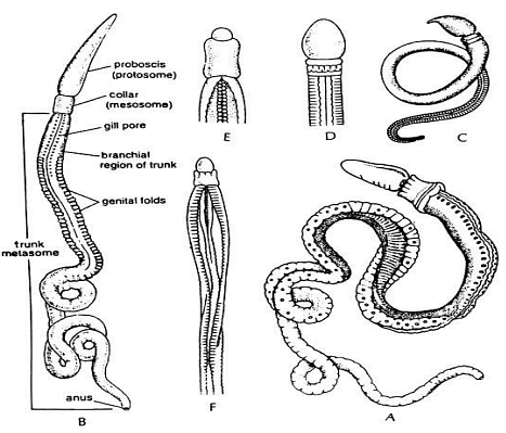 Protochordata: Overview - Zoology Optional Notes for UPSC PDF Download