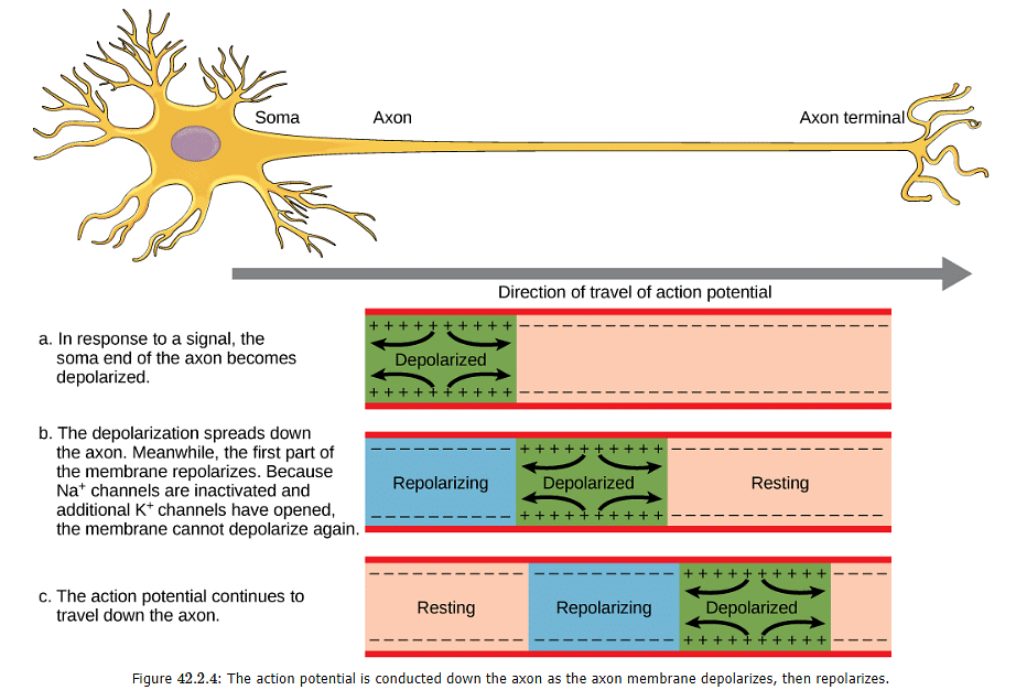 Nerve Impulse | Zoology Optional Notes for UPSC
