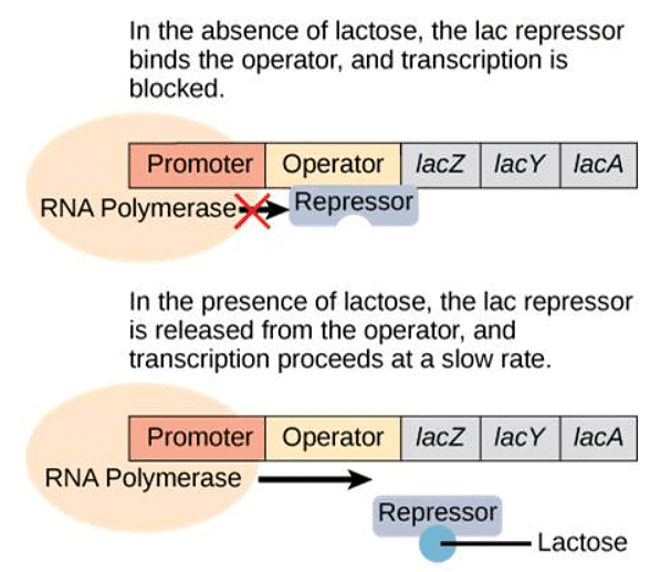 Regulation of Gene Expression Botany Optional for UPSC PDF Download