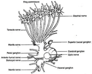 Molluscs Sepia Zoology Optional Notes For UPSC PDF Download