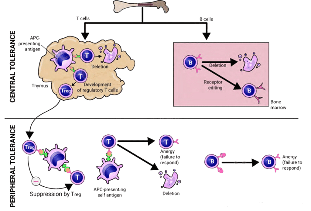 Immunological Tolerance, Autoimmunity - Medical Science Optional Notes ...