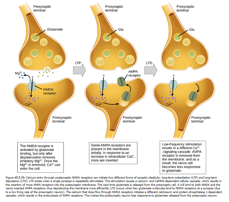 Nerve Impulse | Zoology Optional Notes for UPSC