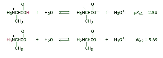 Amino Acids, The Henderson-Hasselbalch Equation, And Isoelectric Points ...