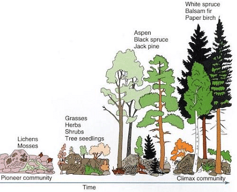 Biosphere: Ecological Succession - Zoology Optional Notes for UPSC PDF ...