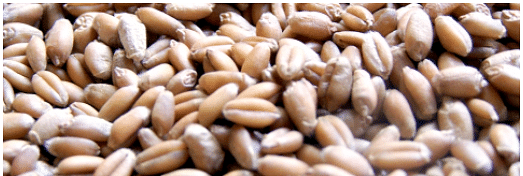 Wheat kernels. Photo by zandland; licensed under CC-SA 3.0