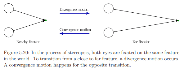 The Physiology of Human Vision | Zoology Optional Notes for UPSC