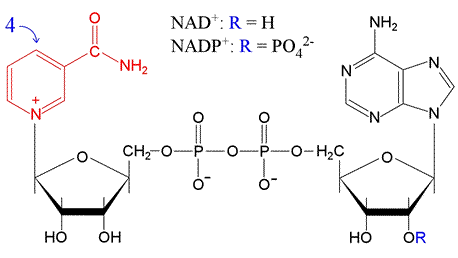 Oxidation-Reduction Reactions | Zoology Optional Notes for UPSC