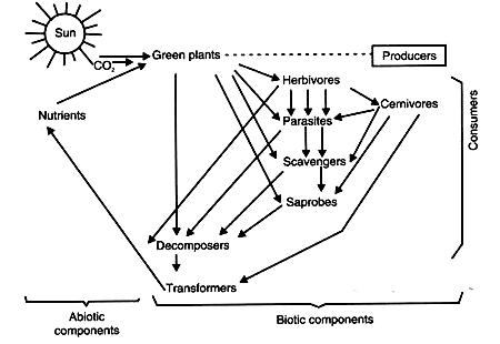 Ecosystem Structure And Function Zoology Optional Notes For Upsc Pdf Ecosystem Structure And Function Zoology Optional Notes For Upsc Pdf