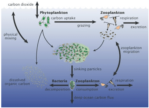 Ocean Resources and Ocean Deposits, Biotic, Mineral and Energy ...