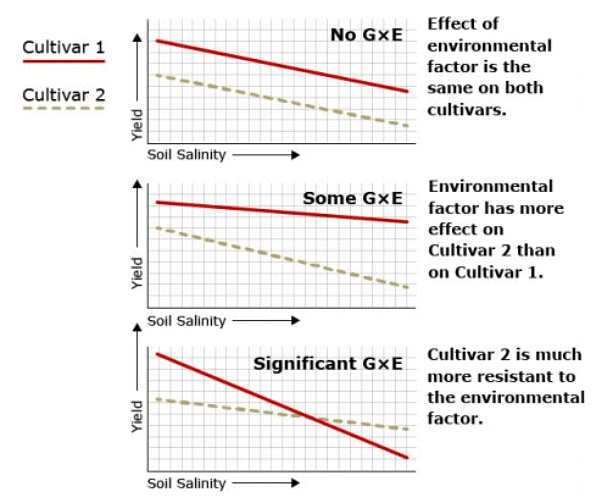 Hypothetical comparisons of genetic x environment interactions (GxE) in yield of two watermelon cultivars in response to increasing levels of soil salinity
