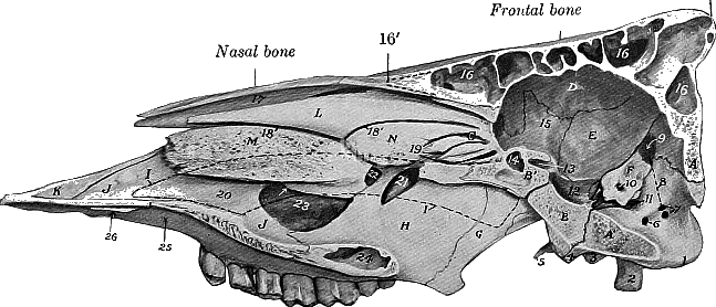 Paranasal Sinuses of OX - Animal Husbandry and Veterinary Science ...